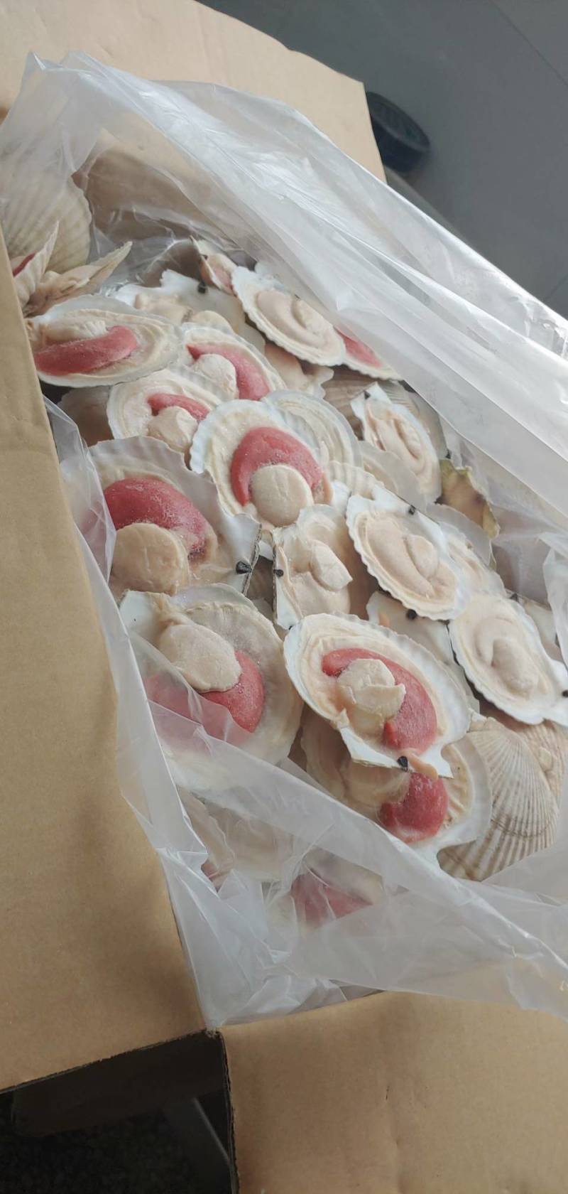 半壳扇贝，半壳夏夷贝，扇贝