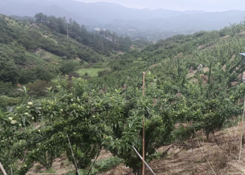 浙江嵊州桃形李，书圣王羲之故居特产，清脆爽口