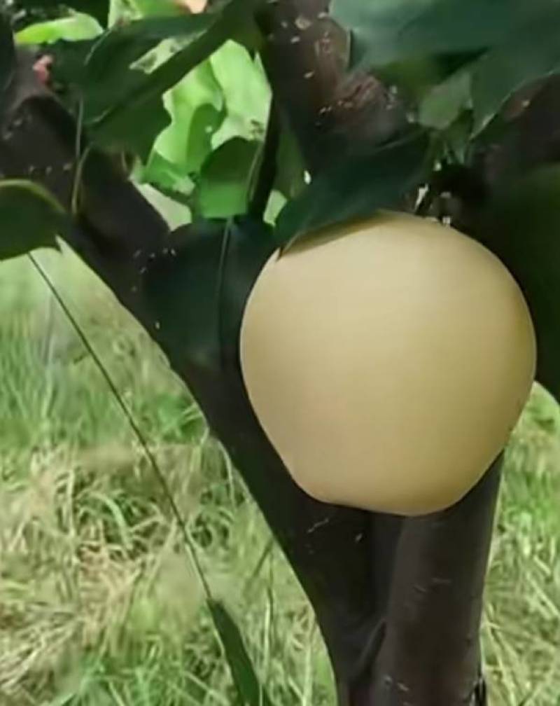 现摘皇冠梨