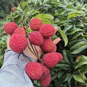 广西钦州市钦北区长滩镇仙进奉