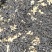 四川茉莉花茶