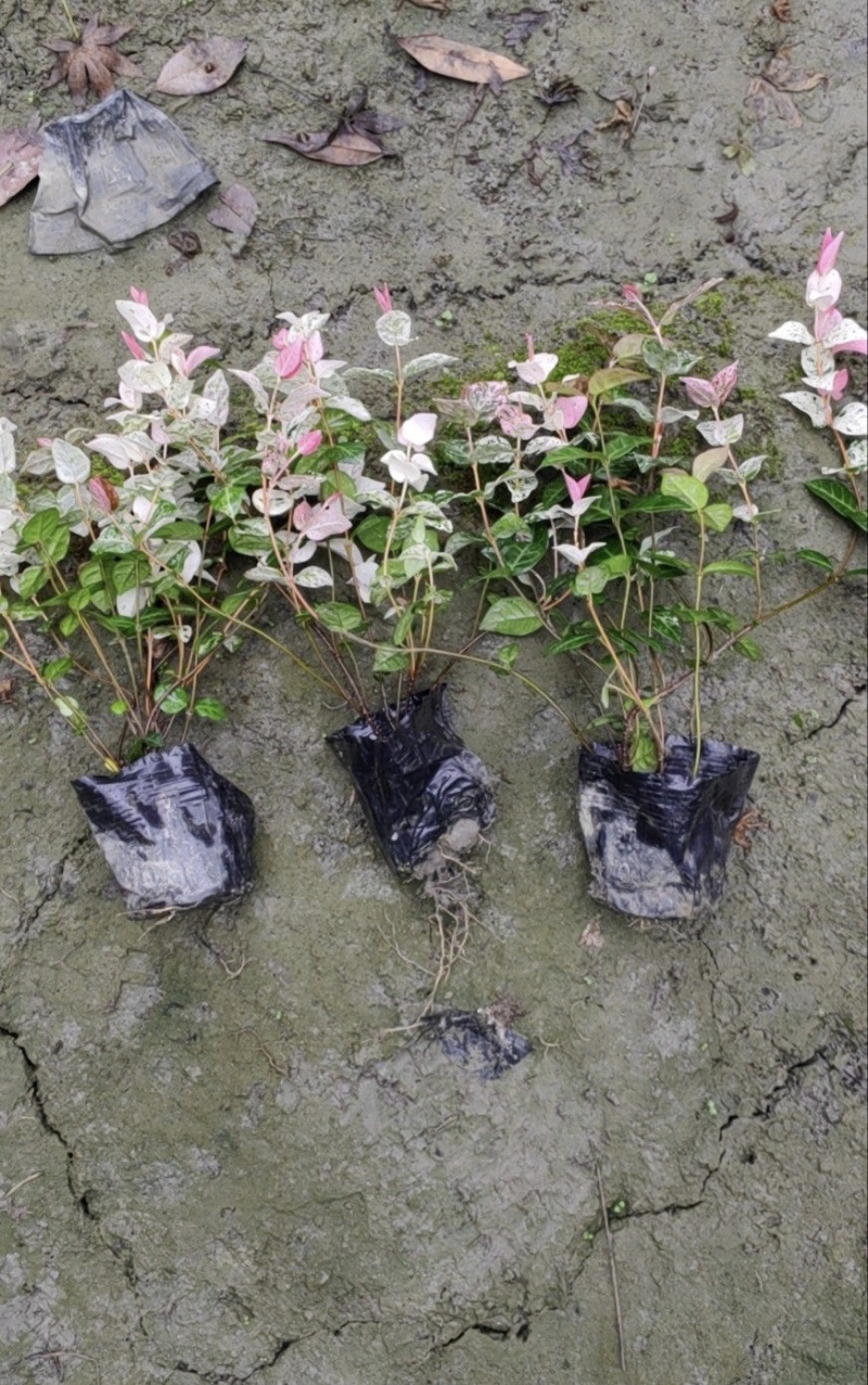 花叶络石，基地直销，大小杯各种规格，量大从优