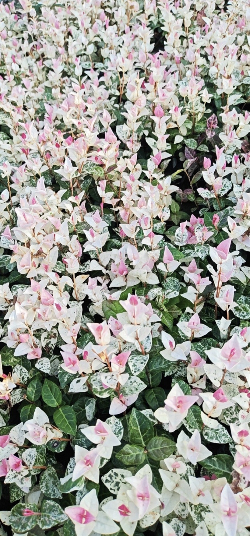 花叶络石，基地直销，大小杯各种规格，量大从优