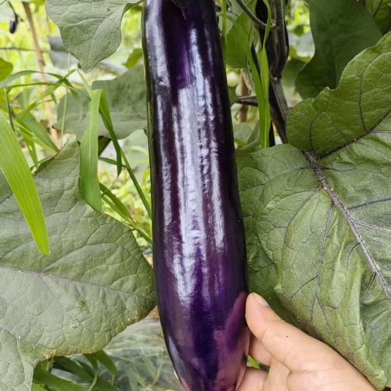 烧烤茄