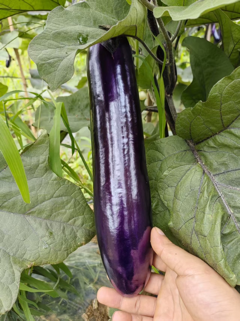 烧烤茄