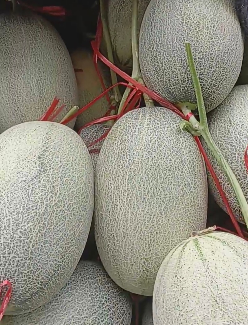 晓蜜25