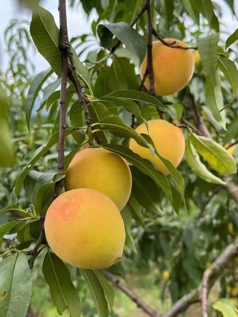 大黄桃