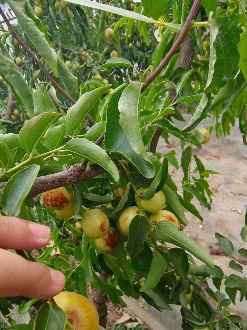 大荔冬枣陕西大荔冬枣，对接电商市场批发商/一件代发/团购