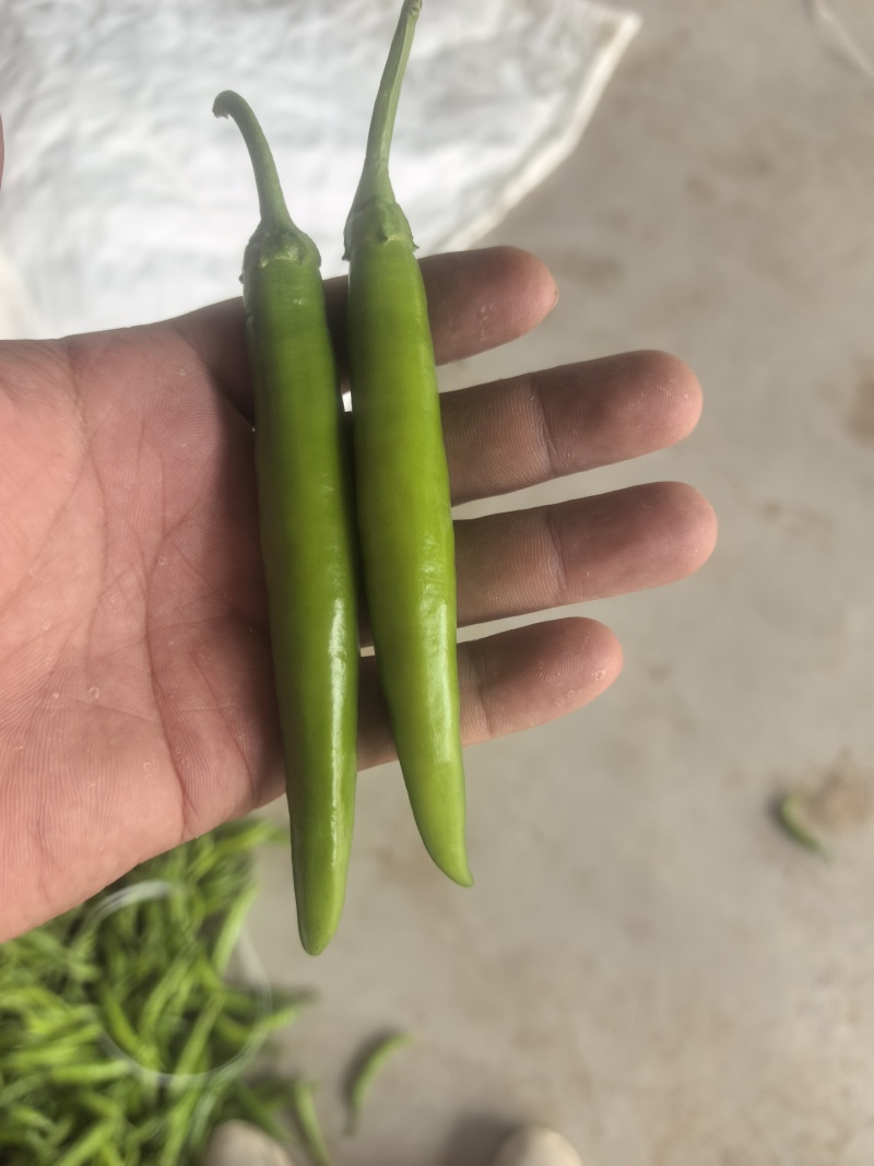 河南青皮尖椒，杭椒，三号线椒大量上市