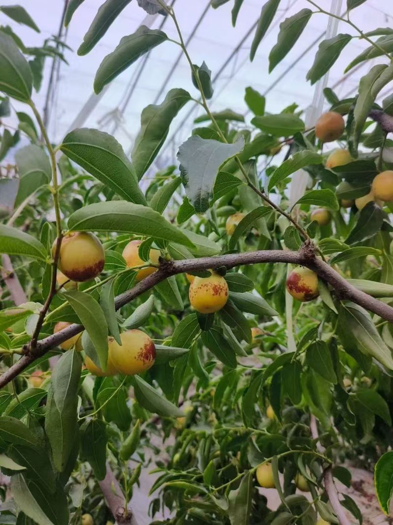冬枣陕西大荔冬枣现摘现发，对接一件代发/批发/电商/团购