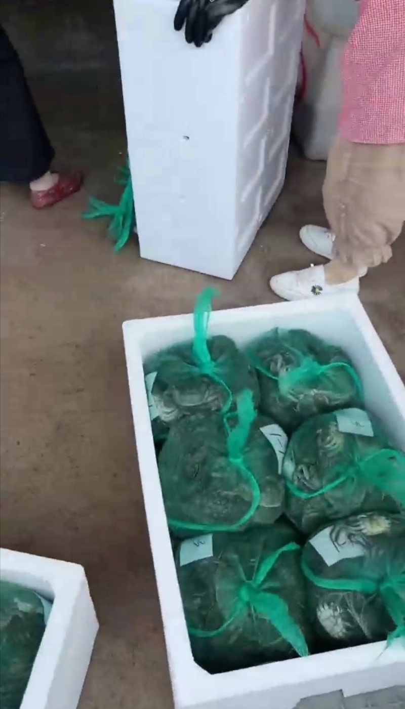 大闸蟹龙虾一手货源产地直销没有中间商