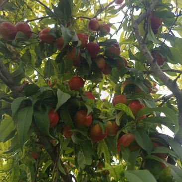 珍珠枣小油桃