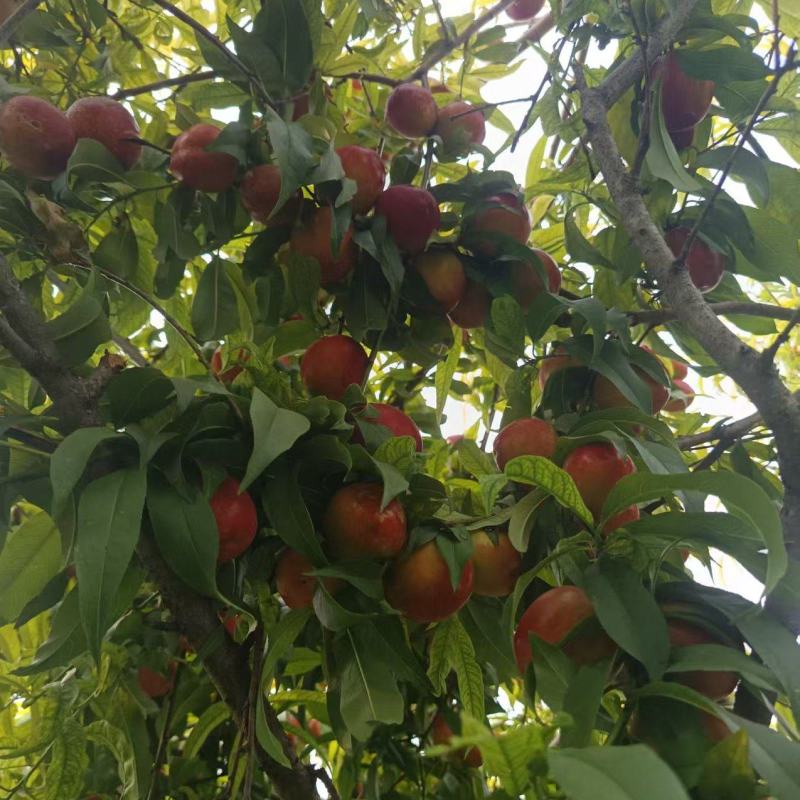 珍珠枣小油桃