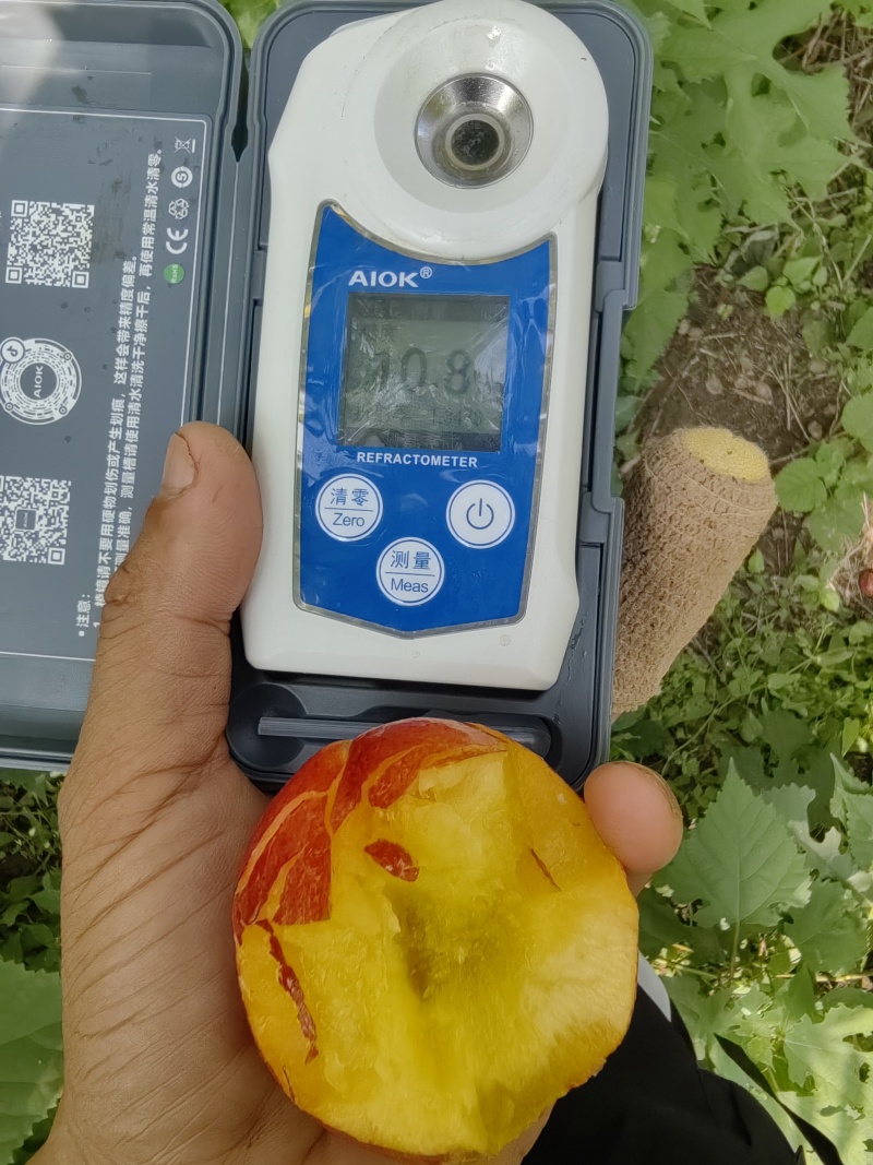 珍珠枣小油桃
