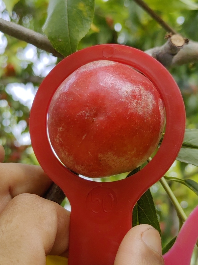 珍珠枣小油桃