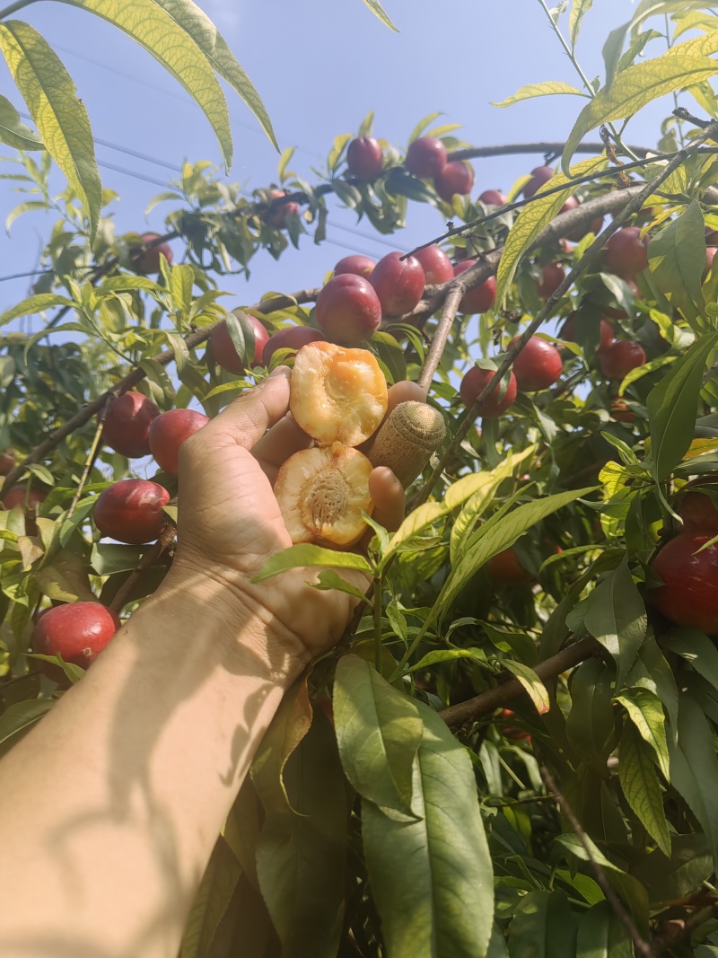 珍珠枣小油桃
