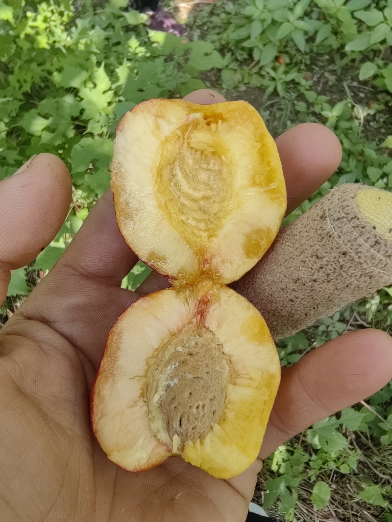 珍珠枣小油桃