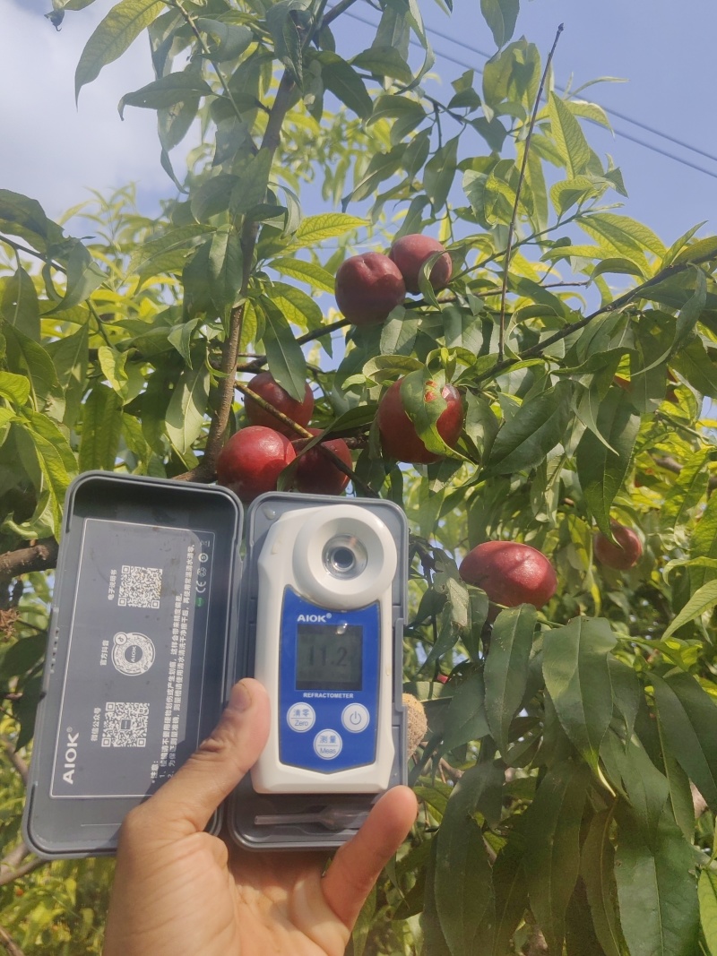 珍珠枣小油桃