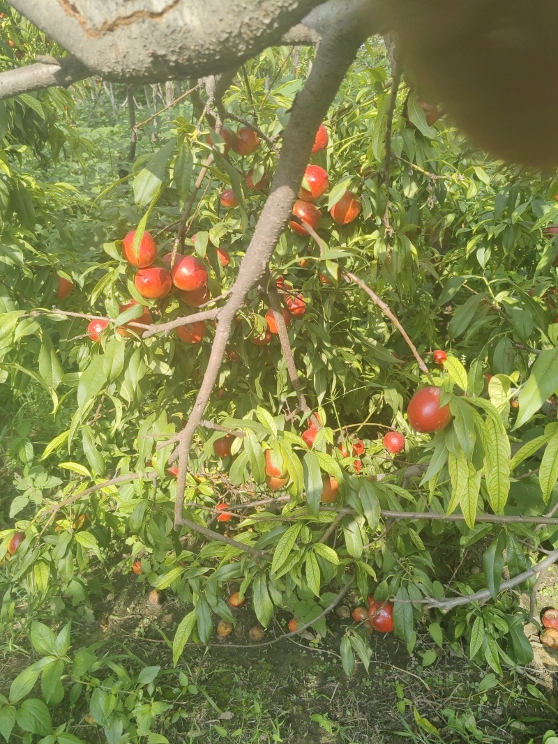 珍珠枣小油桃
