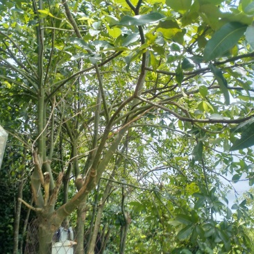 发财树