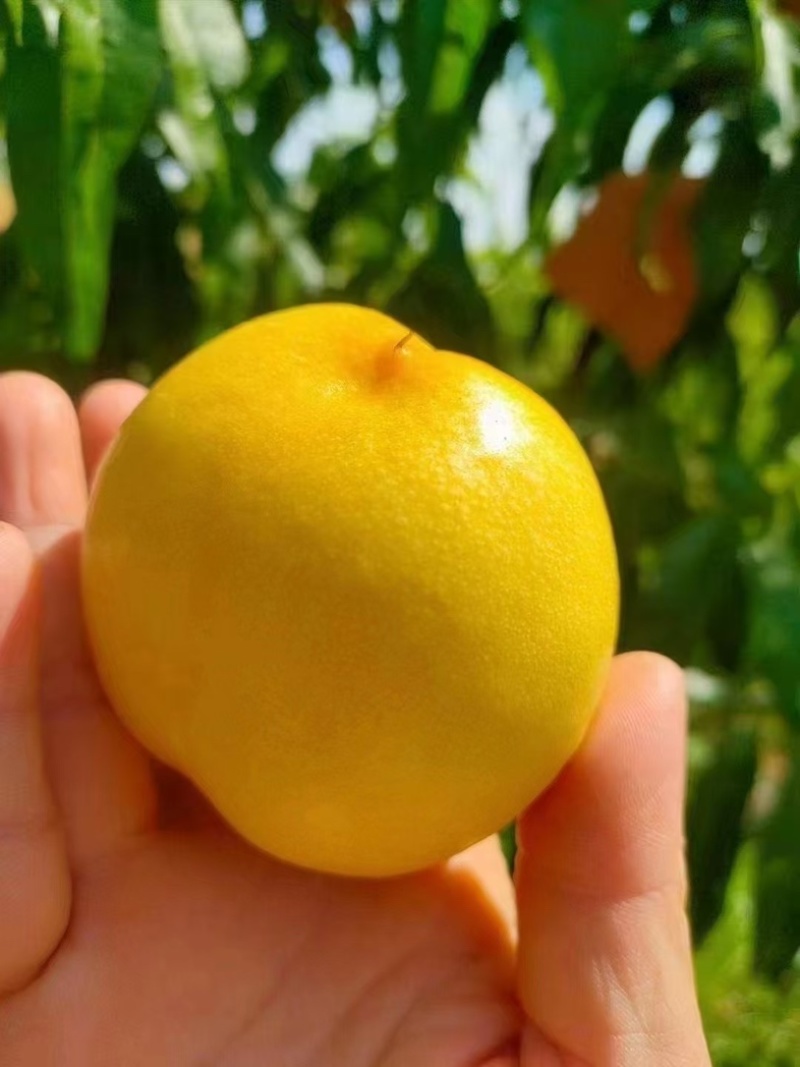 黄油桃，蒙阴蜜桃