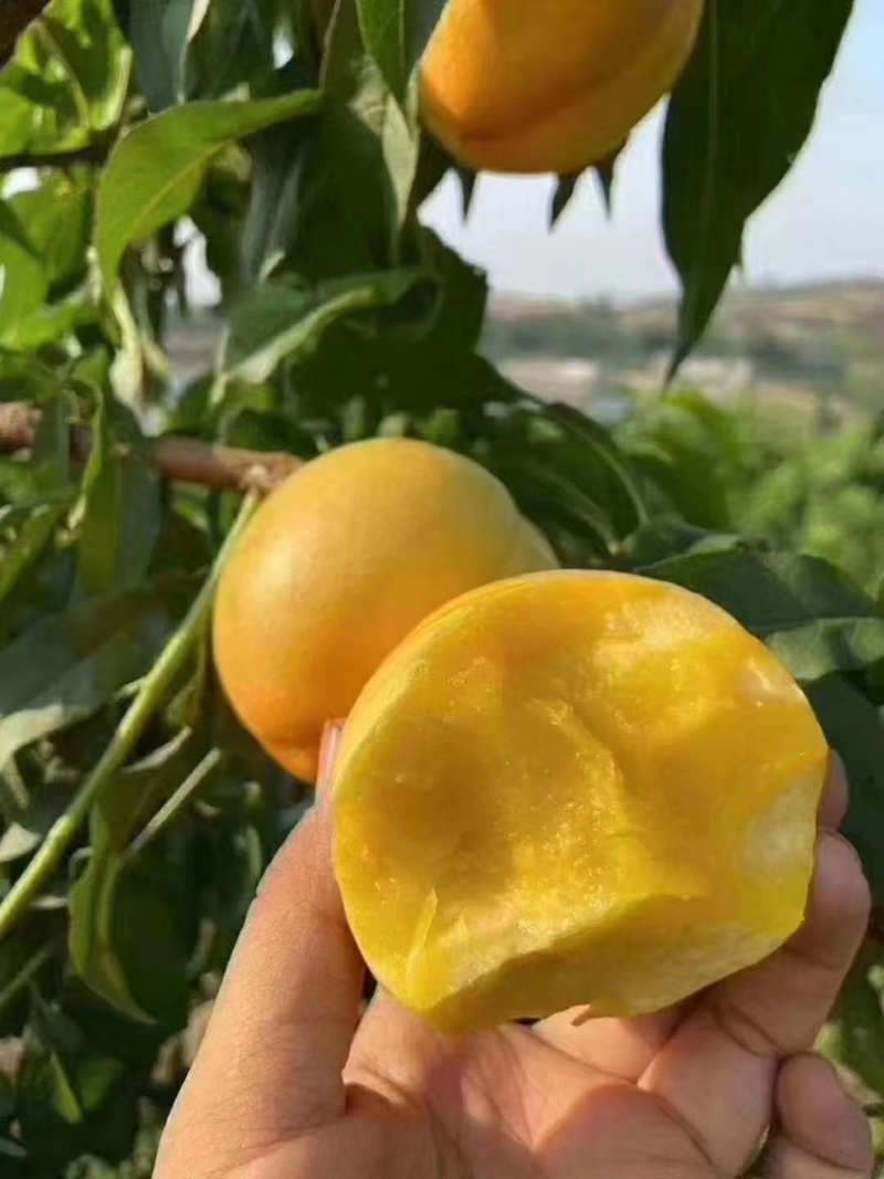 黄油桃，蒙阴蜜桃