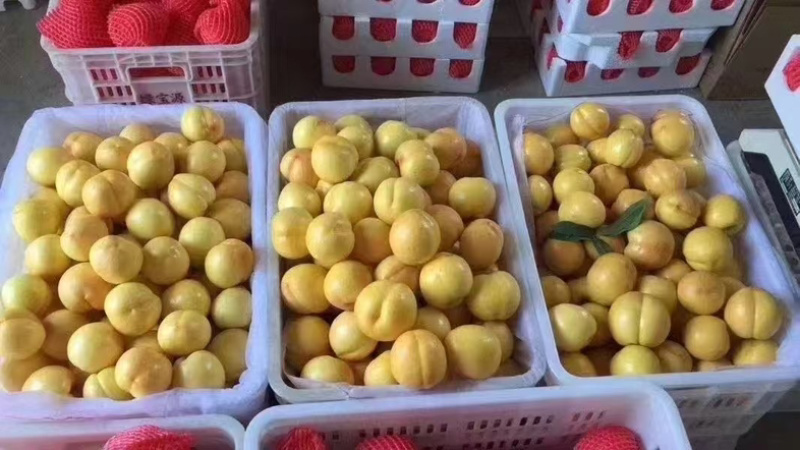 黄油桃，蒙阴蜜桃