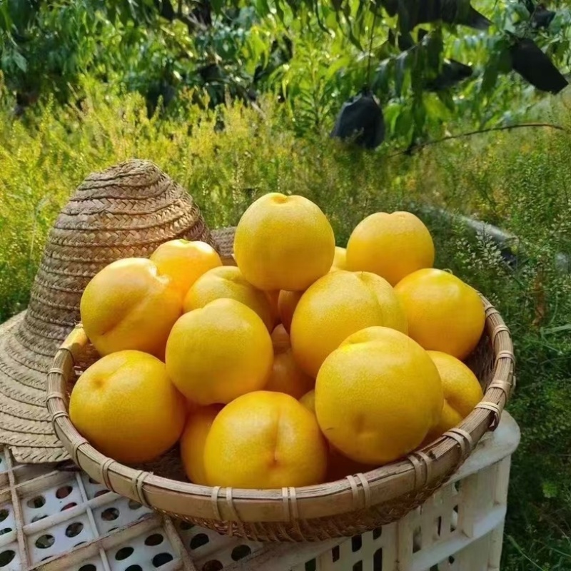黄油桃，蒙阴蜜桃