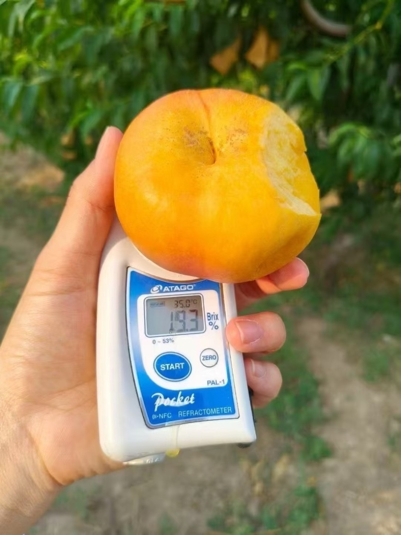 彩虹油蟠桃，蒙阴蜜桃，彩虹蟠桃，黄肉