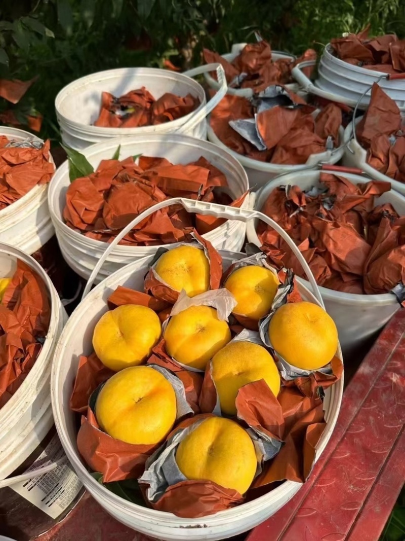 彩虹油蟠桃，蒙阴蜜桃，彩虹蟠桃，黄肉