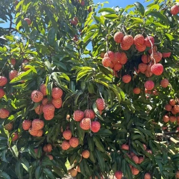 自家种植糯米糍荔枝现摘新鲜