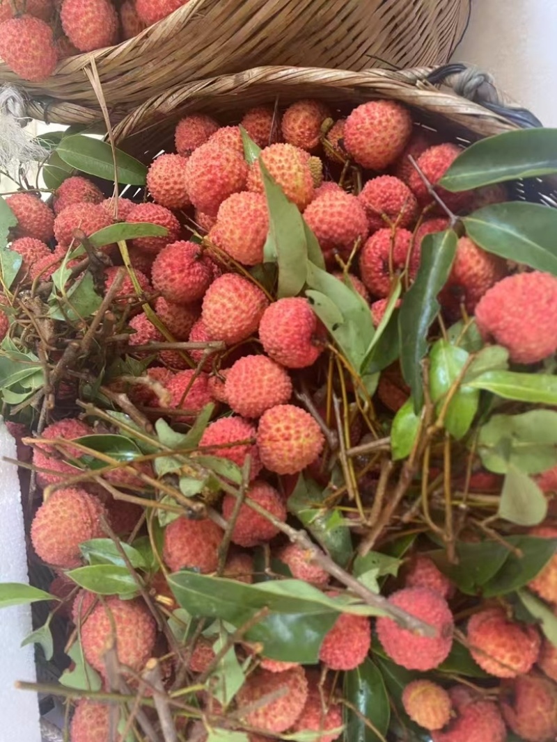 自家种植糯米糍荔枝现摘新鲜