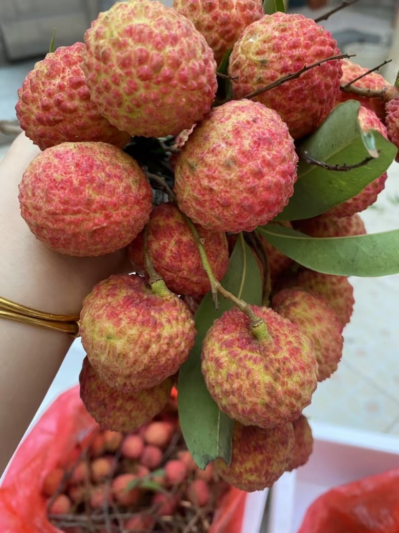 自家种植糯米糍荔枝现摘新鲜
