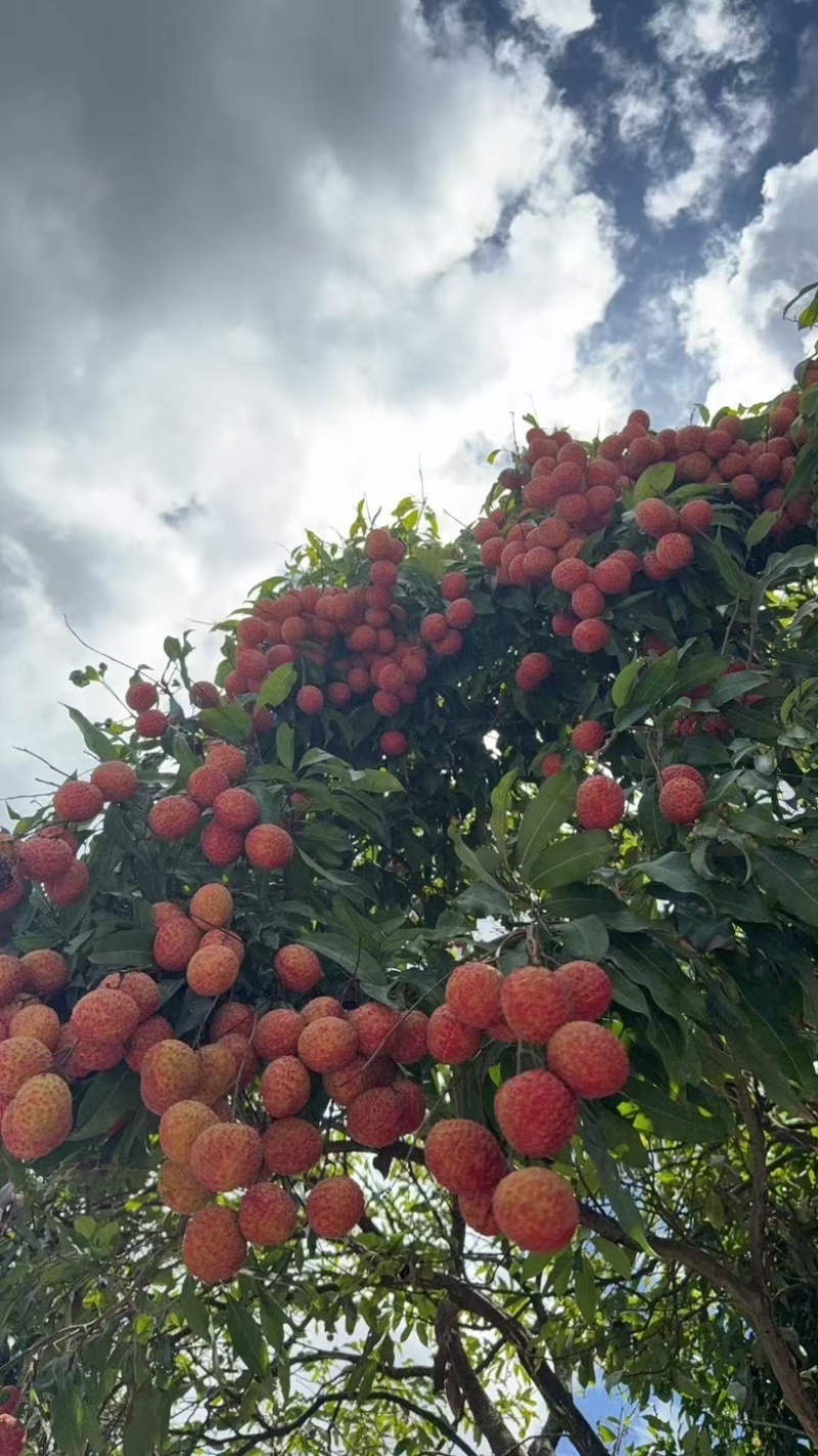 自家种植糯米糍荔枝现摘新鲜