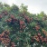 自家种植糯米糍荔枝现摘新鲜