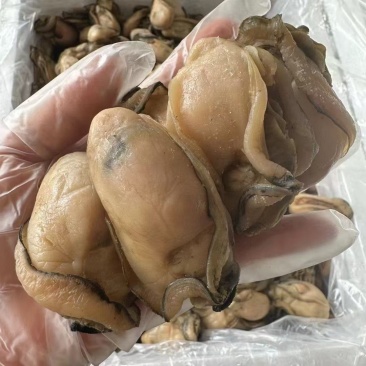 【**大金蚝干】不抽油，只只饱满，吃过的人都知道它有