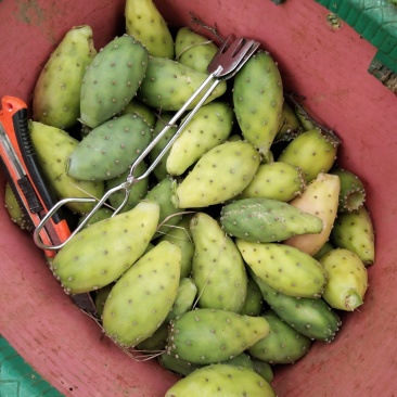 仙人掌果大量成熟需要的赶紧联系
