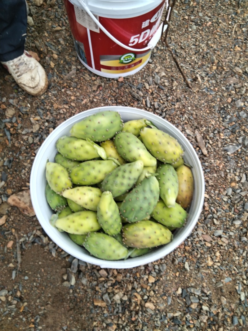仙人掌果大量成熟需要的赶紧联系