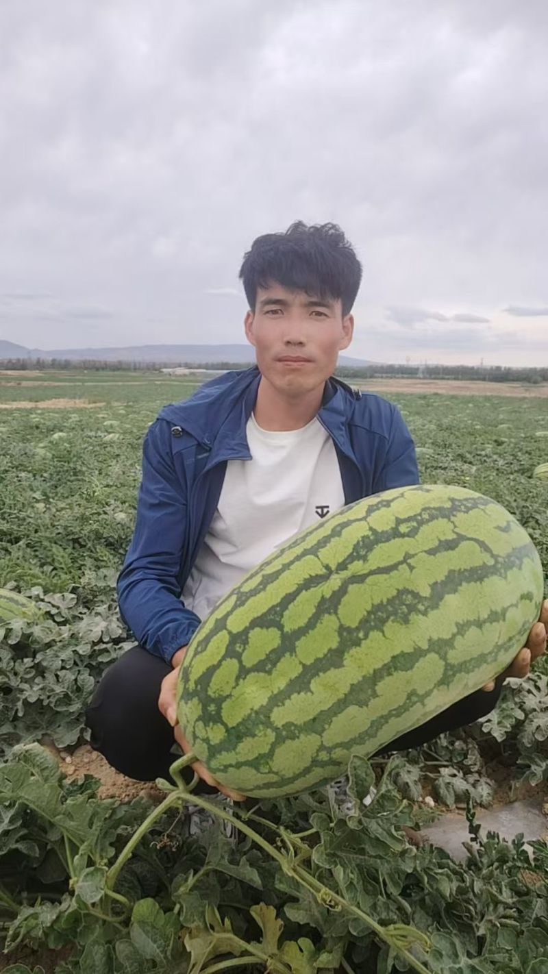 双红金城&宁夏硒砂瓜/产地直供/包熟包甜/大吨位供应中