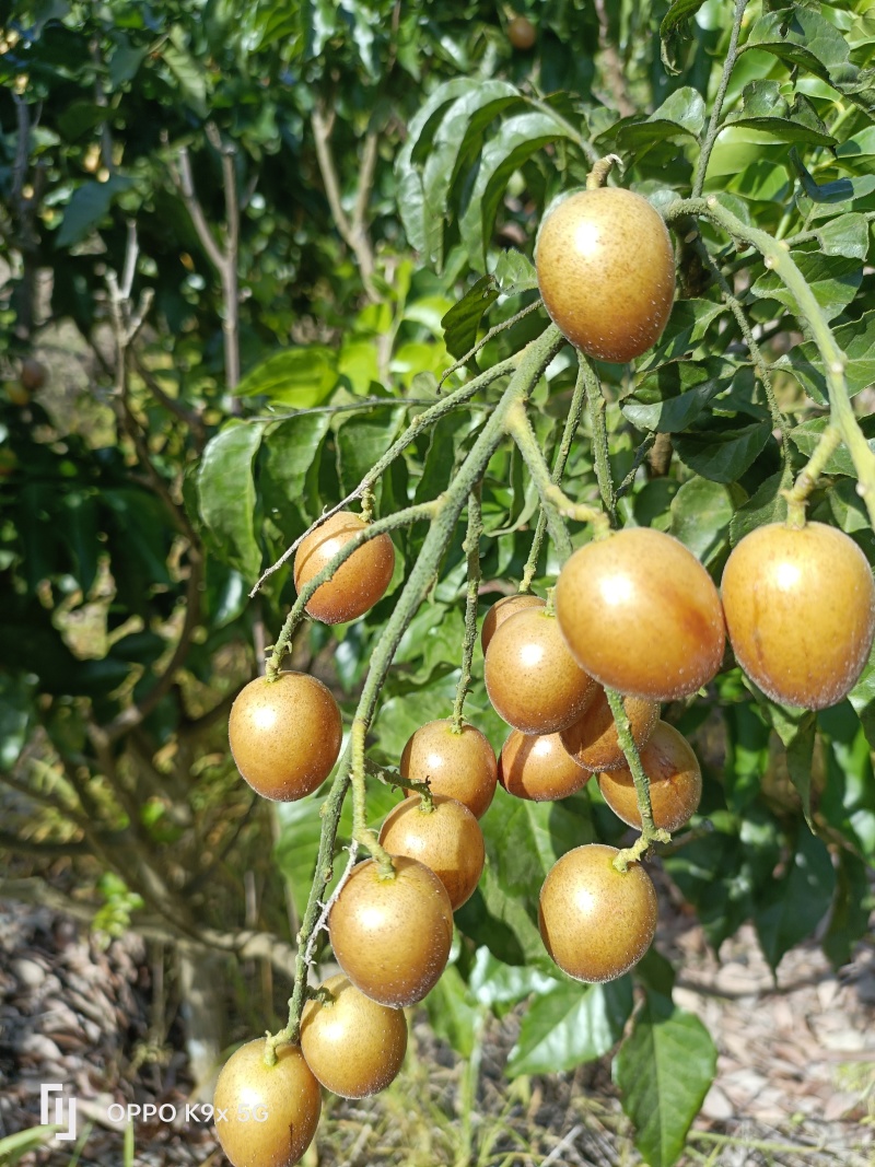 黑金刚黄皮大量上市中