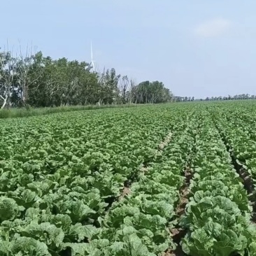 大白菜一亩地不到4000块