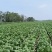 大白菜一亩地不到4000块