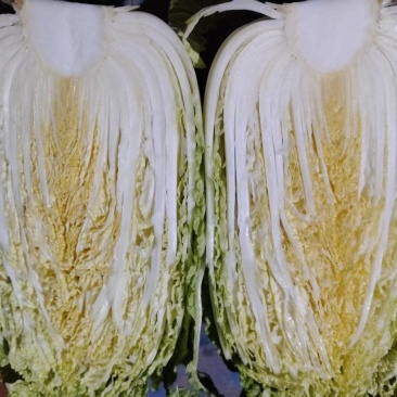 黄心白菜，单个3-4斤预计出产240吨