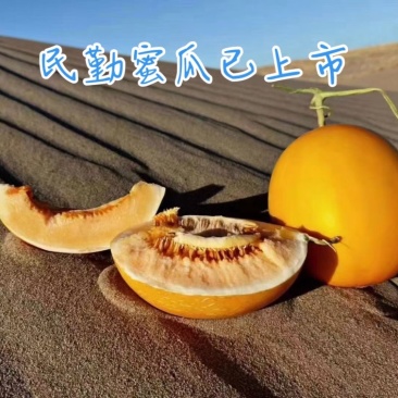 甘肃民勤沙漠蜜瓜