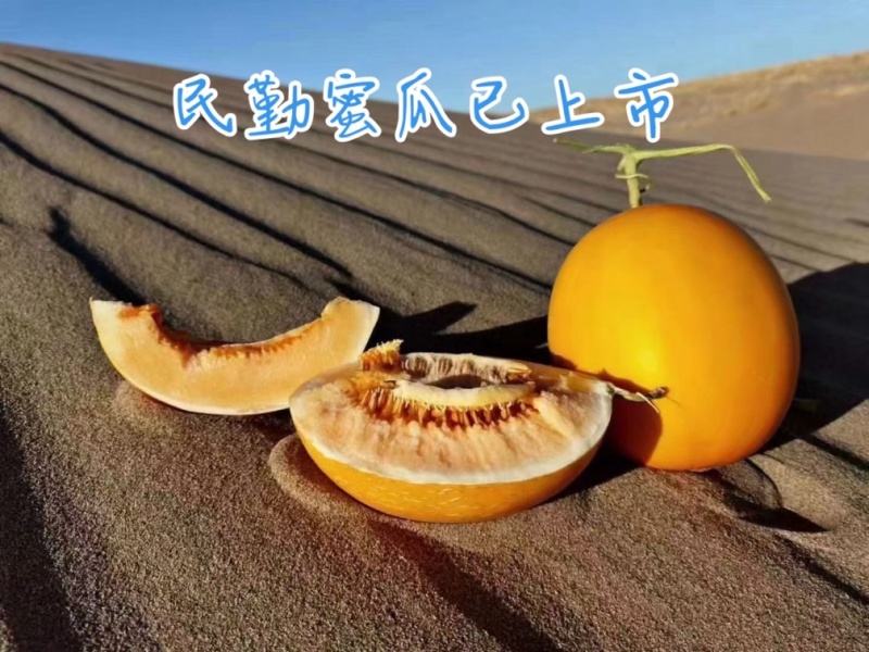 甘肃民勤沙漠蜜瓜