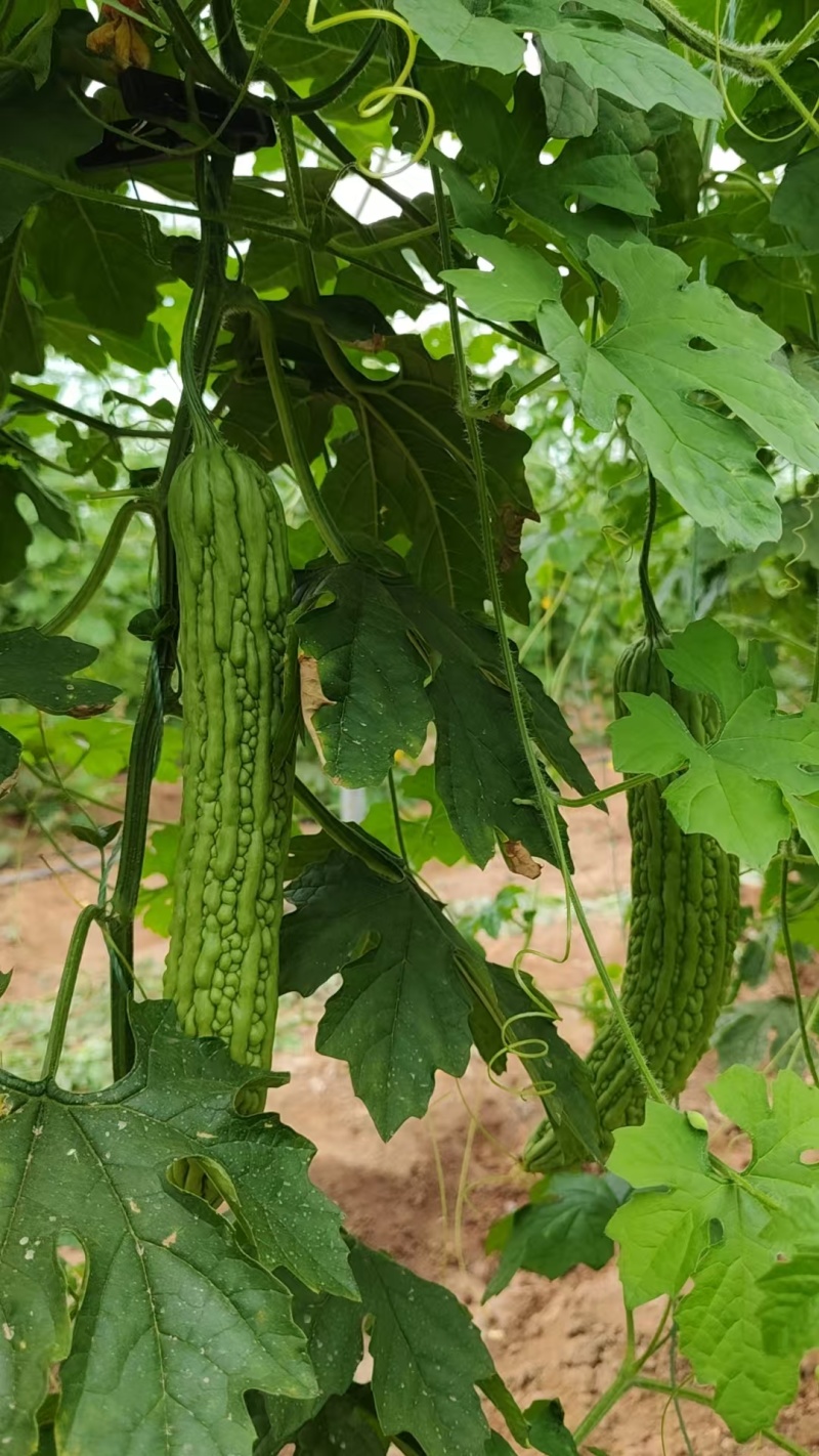 苦瓜