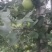 华瑞苹果电商货