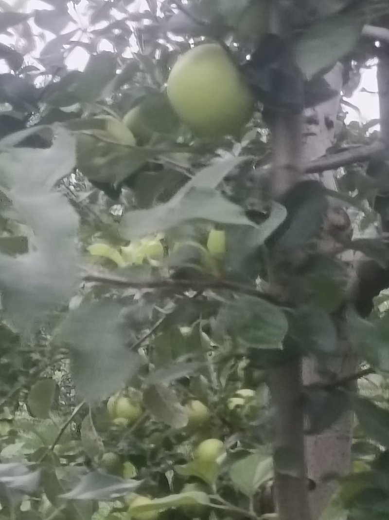 华瑞苹果电商货