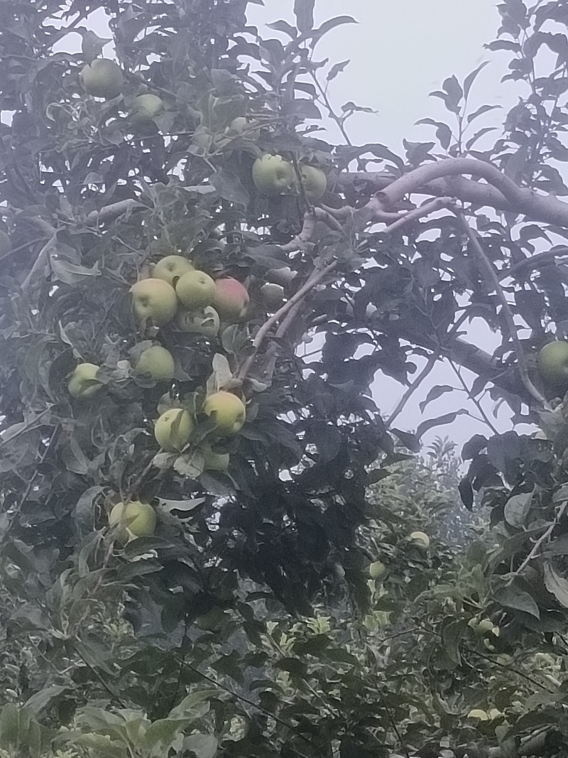 华瑞苹果电商货