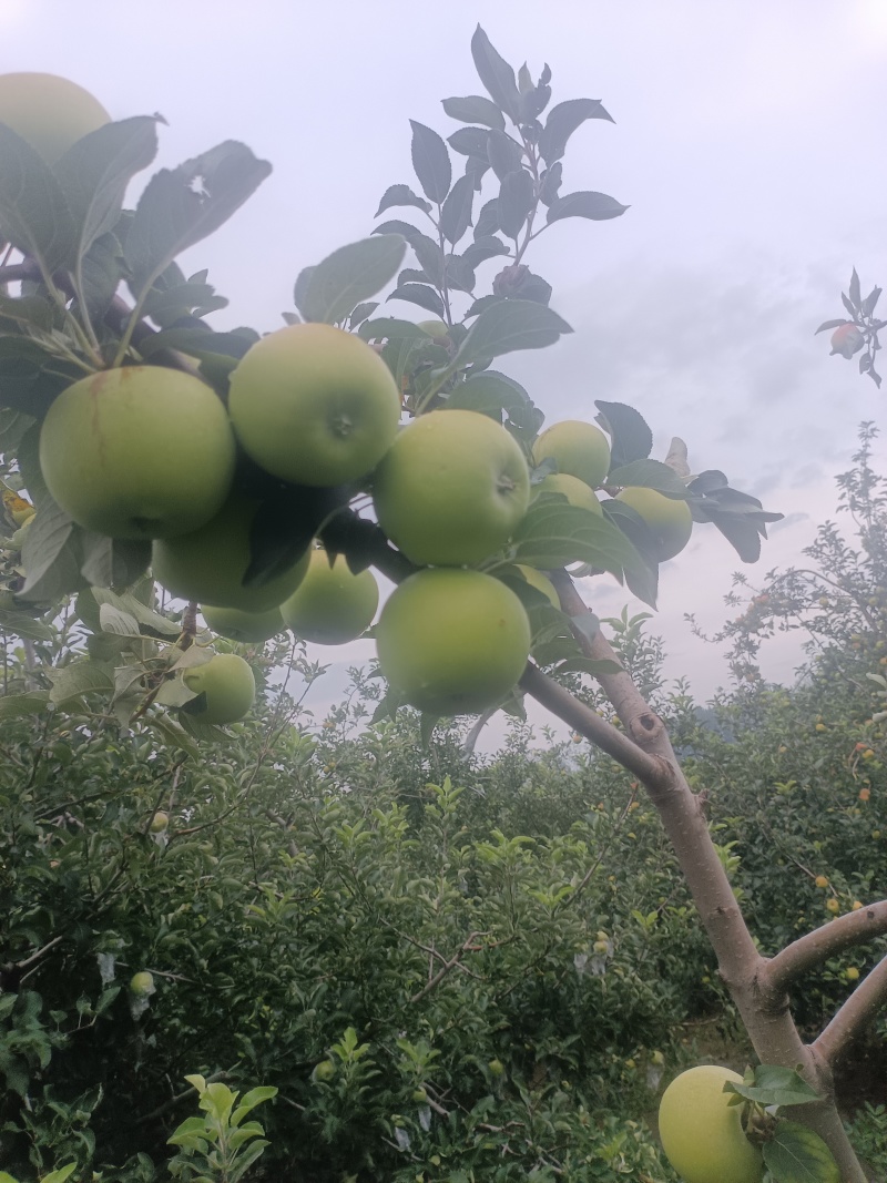 华瑞苹果电商货